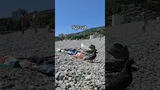 Чайка украла очки. Гурзуф