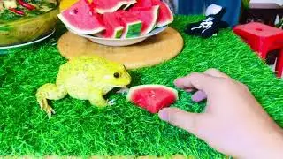 Don't touch my watermelon / funny American bullfrog cute frog #funnyanimals #frog