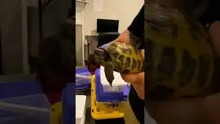 Therapeutic time with reptiles #music #alanwalker