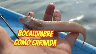 Pescando trucha con Anguila(BocaLumbre)