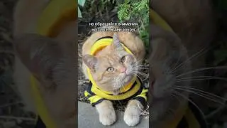 Теперь понятно, почему вокруг столько много злюк 😂 #cat #рыжийкот #кот #котик #котики #шортс
