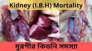 Kidney disease in Rainy Season| I.B.H | Agriculture Tour
