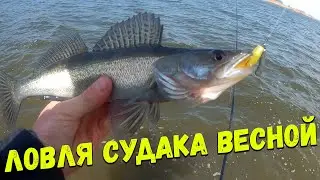 Catching walleye in the spring. Best baits