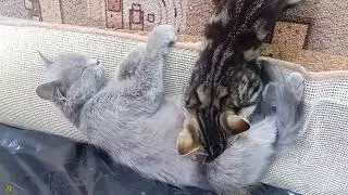 Giolì and Assia Кошачий массаж