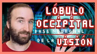 El LÓBULO OCCIPITAL | 🧠 El Atlas del Cerebro
