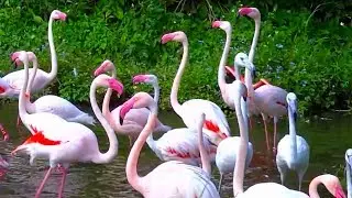 Some birds with names