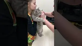 We cut Pussy's hair!