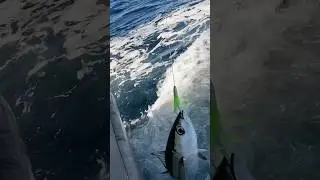Albacore Tuna Fishing 2024 EMERALD BEAUTIES #yakventures #albacore #tuna