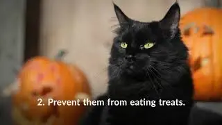 5 Tips For a Safe Halloween With Your Pets