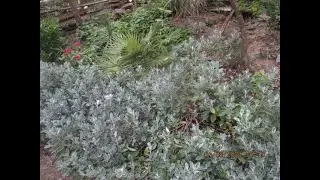 Silver leaf New Zealand Native plant for northern gardens