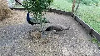 Пава ведет себя как беременная. Павлин и петух.Взвешивание утят разных.