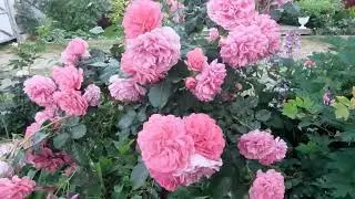 Цветение роз и других растений