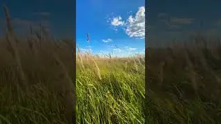 🌾🇷🇺🌾