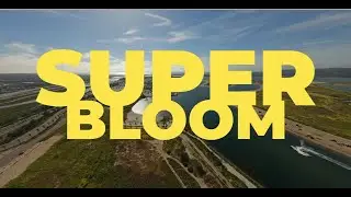 SuperBloom - California - Fiesta Island - 2023 - San Diego