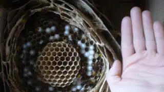 Укус Шершня. Гнездо Шершней !