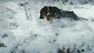 Ягдтерьер - Нарезка видео