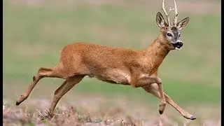 Karaca (Capreolus capreolus) Elik Keçi Samsun-Çarşamba 2016 1080p HD