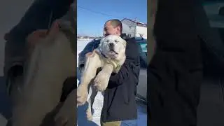 Приехали хозяева за своей девочкой. Ариадна поехала домой 