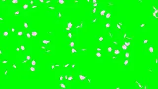 Cherry Blossom Petals From the Side No.7 HD Animation - green screen effect & overlay
