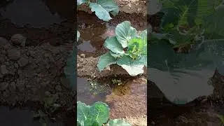 Growing Cabbage Successfully in Small Spaces