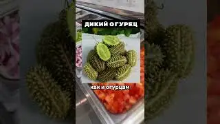 Why are there so few memes on Dodo? 