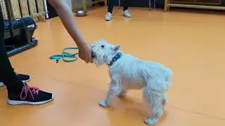 NoseWork 2. Успехи цвергшнауцера / Miniatureschnauzer success