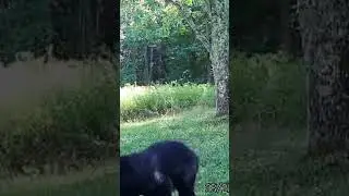 ROUND THE CLOCK BEAR ACTIVITY #2024 #wildlife #blackbearhunting #nature #new #bearhunt #blackbear