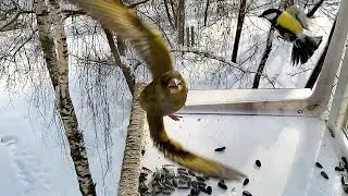 ЛЕСНАЯ КАНАРЕЙКА сражается со СНЕГИРЯМИ за место на КОРМУШКЕ