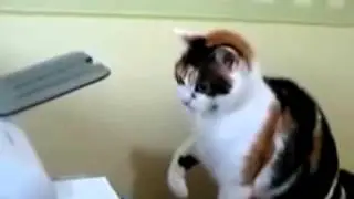 Кошачий сервис
