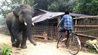 Two Beautiful Wild Elephant Corridors .Where Elephants And Humans Coexist