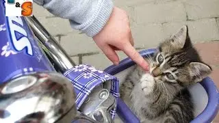 Забавный кот катается на велосипеде, детской коляске и в тележке! новое видео 2016 года.