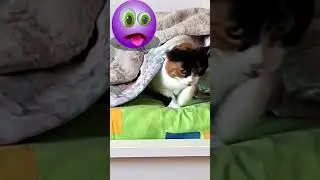 #кошка #cat