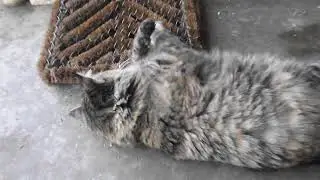 Cats play