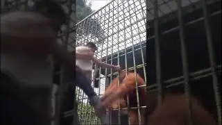 Orangutan in Cage grabs Human with FART sound effects !