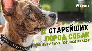 🐺 12 старейших пород собак 🐺 Как выглядят потомки волков 🐺