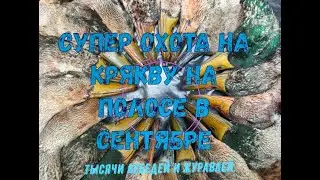 Супер охота на крякву в сентябре на полосе!Тысячи лебедей и журавлей.