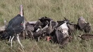 Life in Maasai Mara- The disposal of a Zebra Carcass