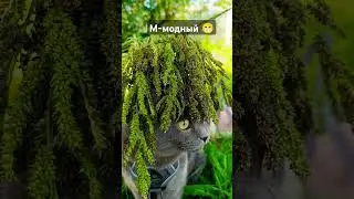 Кот Оскар и   модная прическа 💇🤣 #cat #кот #котка #оскар
