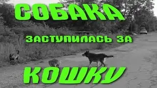 Собака заступилась за кошку