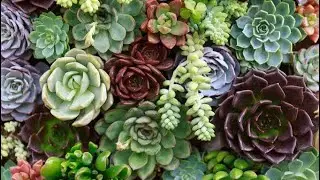Succulents को कहाँ रखे? Succulents indoor है या outdoor? Where to keep succulents?