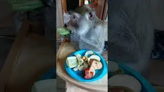 просто доброго утра и хорошего дня от "обезьяньего дома" 👋🐒🌿 #monkey #животные #petmonkey #обезьяна