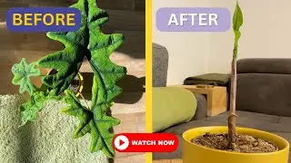 Alocasia What To Do | UPDATE