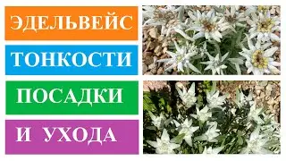 Edelweiss, planting and care