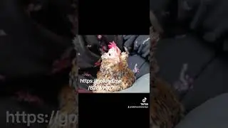 Please Help My Babies with just a small $ Cash app chickenmomma83 