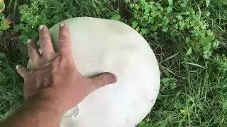 Monster PuffBall Mushrooms