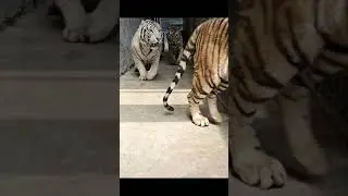 Tiger 223