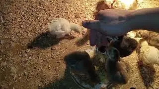 Индюшата больше любят есть с рук