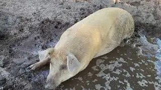 How Much It Costs To Feed Out  A Pig