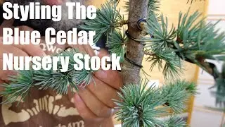 Nursery Stock Blue Cedar Follow Up - Greenwood Bonsai Studio
