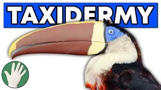 Taxidermy - Objectivity 234